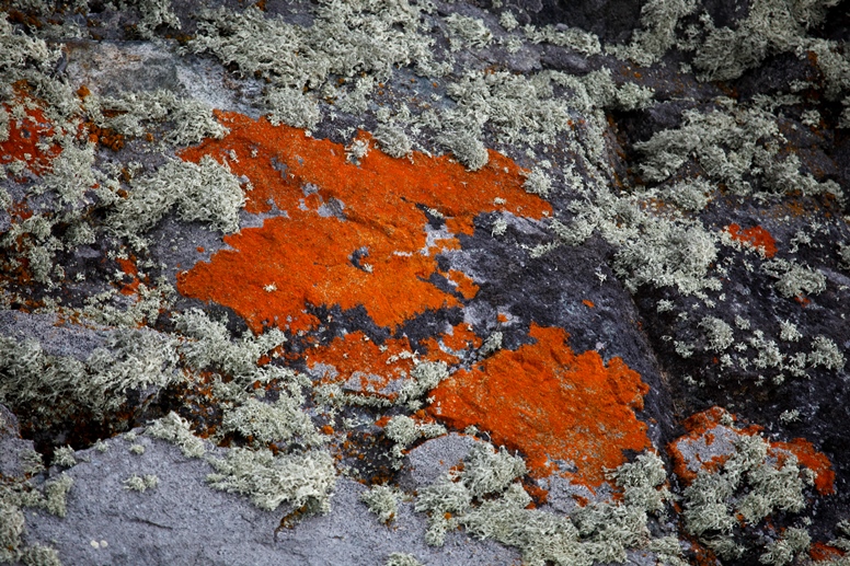 lichens